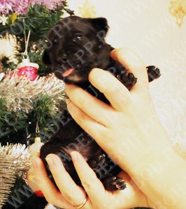 ка де бо, перро дого майоркин, кадебо - Донночка, 2 недельки. 1-я фотосессия ка де бо, перро дого майоркин, кадебо - Донночка, 2 недельки. 1-я фотосессия