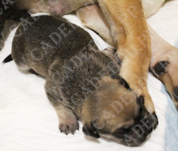 кадебо, ка де бо, перро дого майоркин - Букетенок, 15 дней кадебо, ка де бо, перро дого майоркин - Букетенок, 15 дней