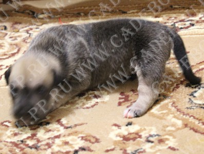 �� �� ��, ������, ����� ���� �������� - �������, 17 ����