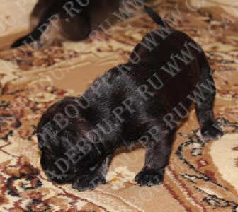 �� �� ��, ����� ���� ��������, ������ - �������� ����� �� �������� (18 ����)