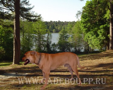 кадебо, ка де бо, перро дого майоркин - Природа, красота! 12-08-2003 кадебо, ка де бо, перро дого майоркин - Природа, красота! 12-08-2003