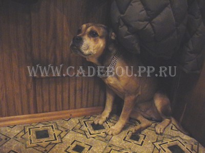 perro dogo mallorquin, cadebou, ca de bou -    - ,  7, 5  ().