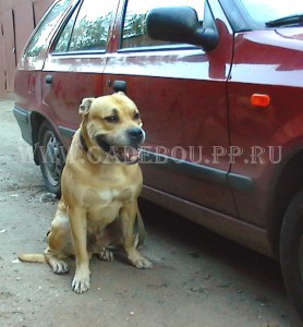 ����� ���� ��������, ������, �� �� �� - ������ ����������. 26 �������