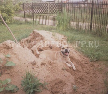 ����� ���� ��������, �� �� ��, ������ - � � ����� - ����������. 4 ��������. ���� ����.