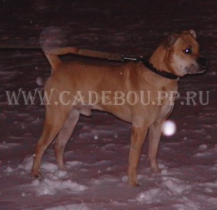 ка де бо, кадебо, перро дого майоркин - На прогулке вечерком. 24 декабря ка де бо, кадебо, перро дого майоркин - На прогулке вечерком. 24 декабря