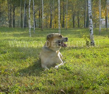 �� �� ��, ������, ����� ���� �������� - �� �������� � �������� - ��������� ����. 30 ��������