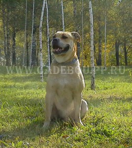 ������, ����� ���� ��������, �� �� �� - �� �������� � ��������. 30 ��������