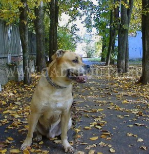 кадебо, перро дого майоркин, ка де бо - На прогулке в Солнцево. 30 Сентября кадебо, перро дого майоркин, ка де бо - На прогулке в Солнцево. 30 Сентября