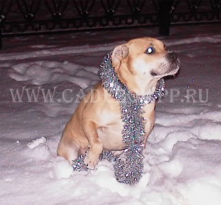 ка де бо Улис на прогулке в Солнцево 30 сентября 2005