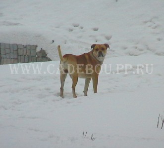 �� �� ��, ����� ���� ��������, ������ - �����? 21 �������