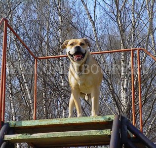 ка де бо, кадебо, перро дого майоркин - Король горы - внизу пока подчиненная (см. другую фото)! 3 Мая ка де бо, кадебо, перро дого майоркин - Король горы - внизу пока подчиненная (см. другую фото)! 3 Мая