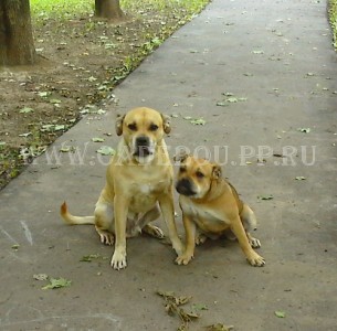кадебо, ка де бо, перро дого майоркин - Прогулка в Солнцево. 25 Августа кадебо, ка де бо, перро дого майоркин - Прогулка в Солнцево. 25 Августа