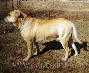 �� �� ��, ����� ���� ��������, ������ - ���� � �������, ��� 2006