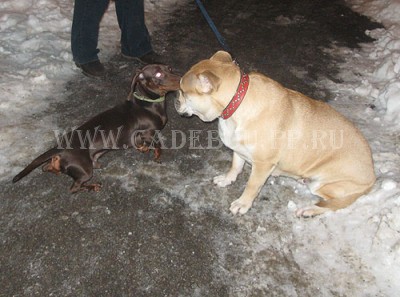 cadebou, ca de bou, perro dogo mallorquin -    ,  2009