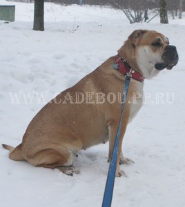 perro dogo mallorquin, cadebou, ca de bou -   ,  2009