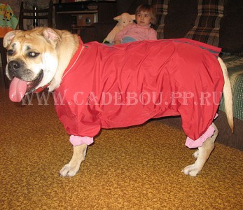 ca de bou, perro dogo mallorquin, cadebou -      ,  ,   2009