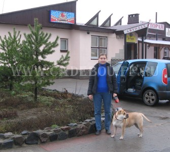 cadebou, perro dogo mallorquin, ca de bou -     , . 20  2009