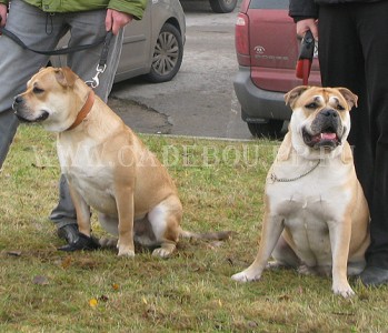 cadebou, ca de bou, perro dogo mallorquin -  (7,5 )   (2,5 ), ,   .  2009. 