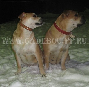 ,   ,    -      . 8  2009