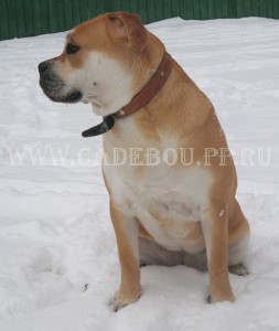 ������, ����� ���� ��������, �� �� �� - ���� �� ��������. 8 ������� 2009