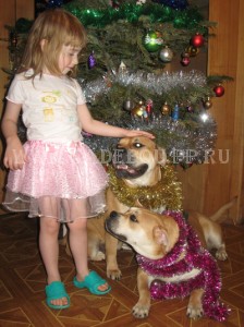 перро дого майоркин, ка де бо, кадебо - Кира с Дори. Конец декабря 2009 перро дого майоркин, ка де бо, кадебо - Кира с Дори. Конец декабря 2009