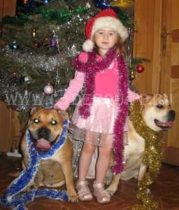 перро дого майоркин, кадебо, ка де бо - Кира с Дори. Конец декабря 2009 перро дого майоркин, кадебо, ка де бо - Кира с Дори. Конец декабря 2009