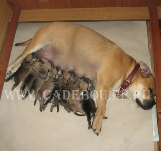 �� �� ��, ������, ����� ���� �������� - ������� � ������� � ������, 1 ������