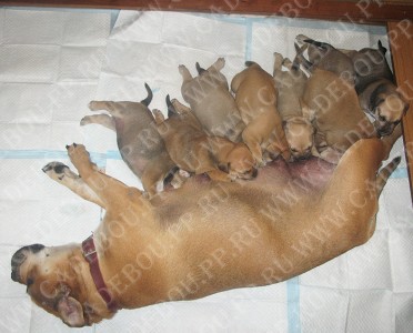 cadebou, ca de bou, perro dogo mallorquin -    ,  . 4 