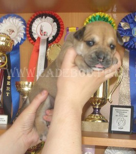 кадебо, ка де бо, перро дого майоркин - Мьедо Дель Торо Андорина, 3 недели кадебо, ка де бо, перро дого майоркин - Мьедо Дель Торо Андорина, 3 недели