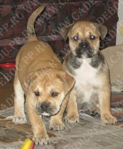 perro dogo mallorquin, cadebou, ca de bou -     . 1,5 