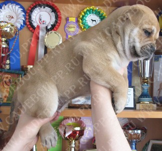 cadebou, perro dogo mallorquin, ca de bou -   45 