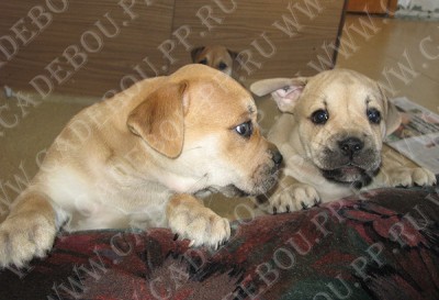 perro dogo mallorquin, ca de bou, cadebou -   , 28  2009
