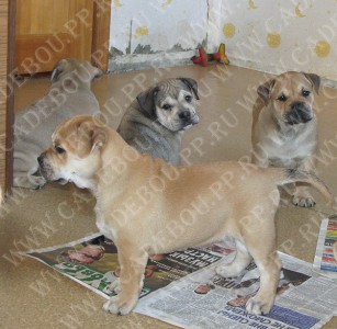 ca de bou, cadebou, perro dogo mallorquin - , , , , 28  2009
