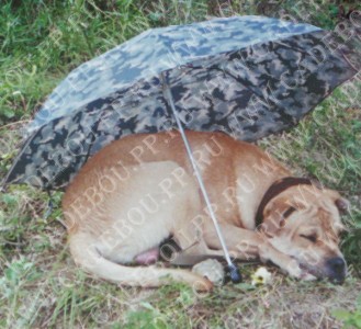 perro dogo mallorquin, cadebou, ca de bou -   ,   (1  2 , 15  2001)