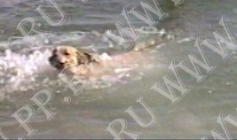 perro dogo mallorquin, cadebou, ca de bou -   ,  (1  2 , 15  2001)