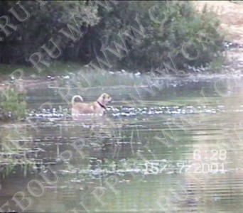 cadebou, ca de bou, perro dogo mallorquin -         (1  2 , 15  2001)