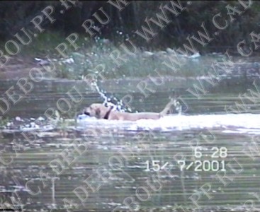 cadebou, ca de bou, perro dogo mallorquin -     ,      (1  2 , 15  2001)