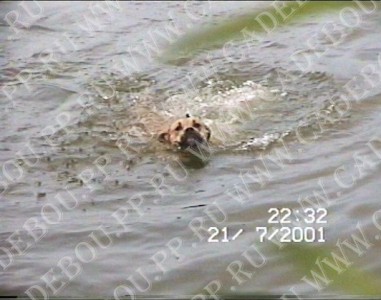 perro dogo mallorquin, ca de bou, cadebou -   ,  (1  2 , 21  2001)