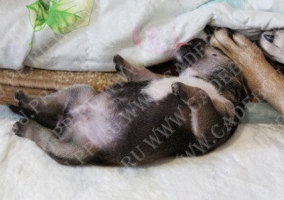 perro dogo mallorquin, cadebou, ca de bou -  , 14 