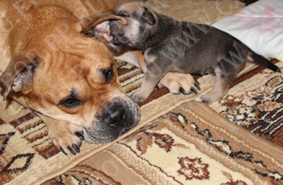 cadebou, perro dogo mallorquin, ca de bou -        , 20 