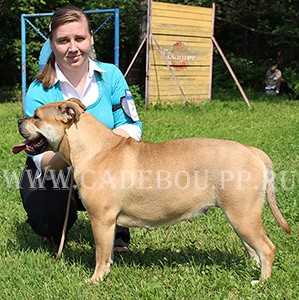 perro dogo mallorquin, ca de bou, cadebou -   ,  2013
