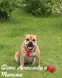 ca de bou, cadebou, perro dogo mallorquin -   . 16 .      !