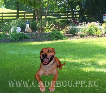 ����� ���� ��������, �� �� ��, ������ - ������� �� �������! ����������� ��������? 12-08-2003