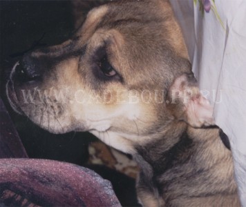 ca de bou, cadebou, perro dogo mallorquin -  - 6 , .