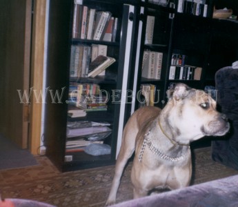 cadebou, ca de bou, perro dogo mallorquin -       2,5 .  -  