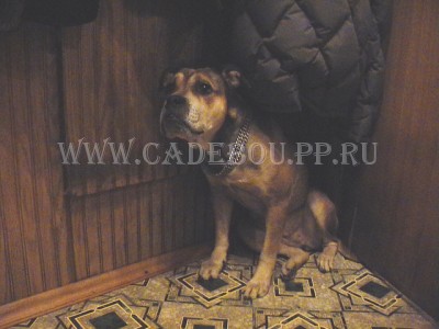 perro dogo mallorquin, ca de bou, cadebou -   ( 2004).