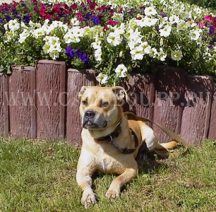 кадебо, ка де бо, перро дого майоркин - И еще кадр у клумбочки! 25 Августа. Солнцево кадебо, ка де бо, перро дого майоркин - И еще кадр у клумбочки! 25 Августа. Солнцево