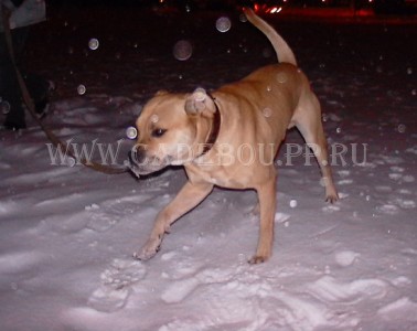 �� �� ��, ����� ���� ��������, ������ - �� �������� ��������. 24 �������