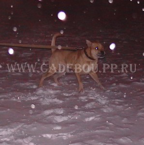 ������, �� �� ��, ����� ���� �������� - ������������!!! 24 �������