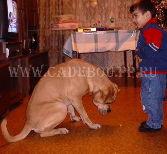 ����� ���� ��������, ������, �� �� �� - �������� � ����� (2 ������),  ��� ������ - ������ ����� �����. 15 ������